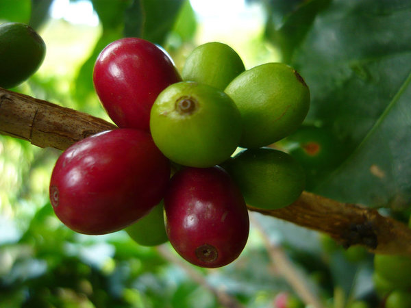 India Cherry Robusta (Rohkaffee)